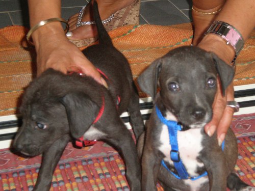 Babys 1